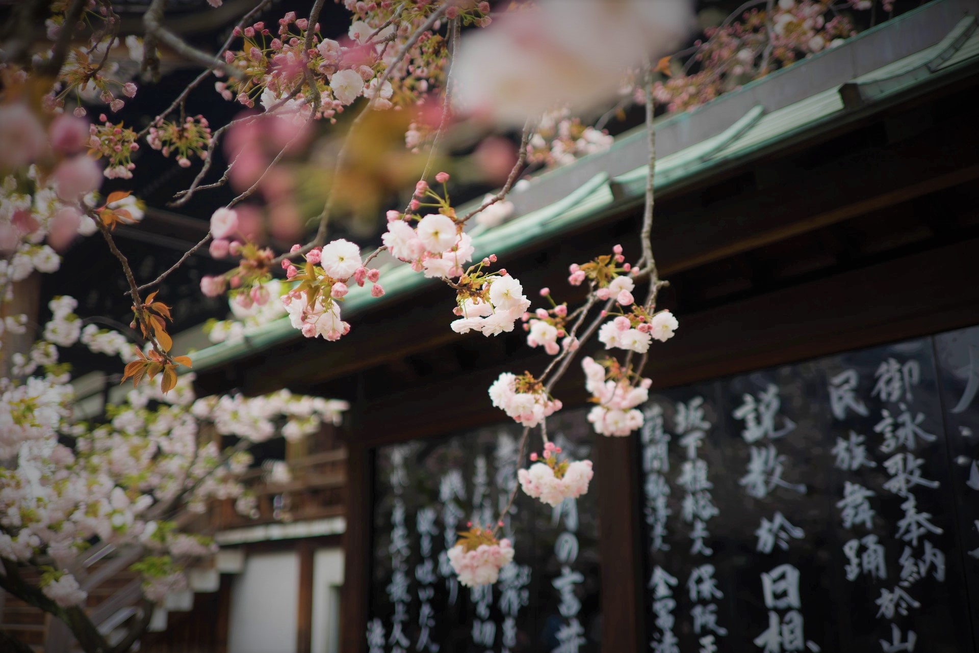 HANAMI. Święto wiosny w Kraju Kwitnącej Wiśni