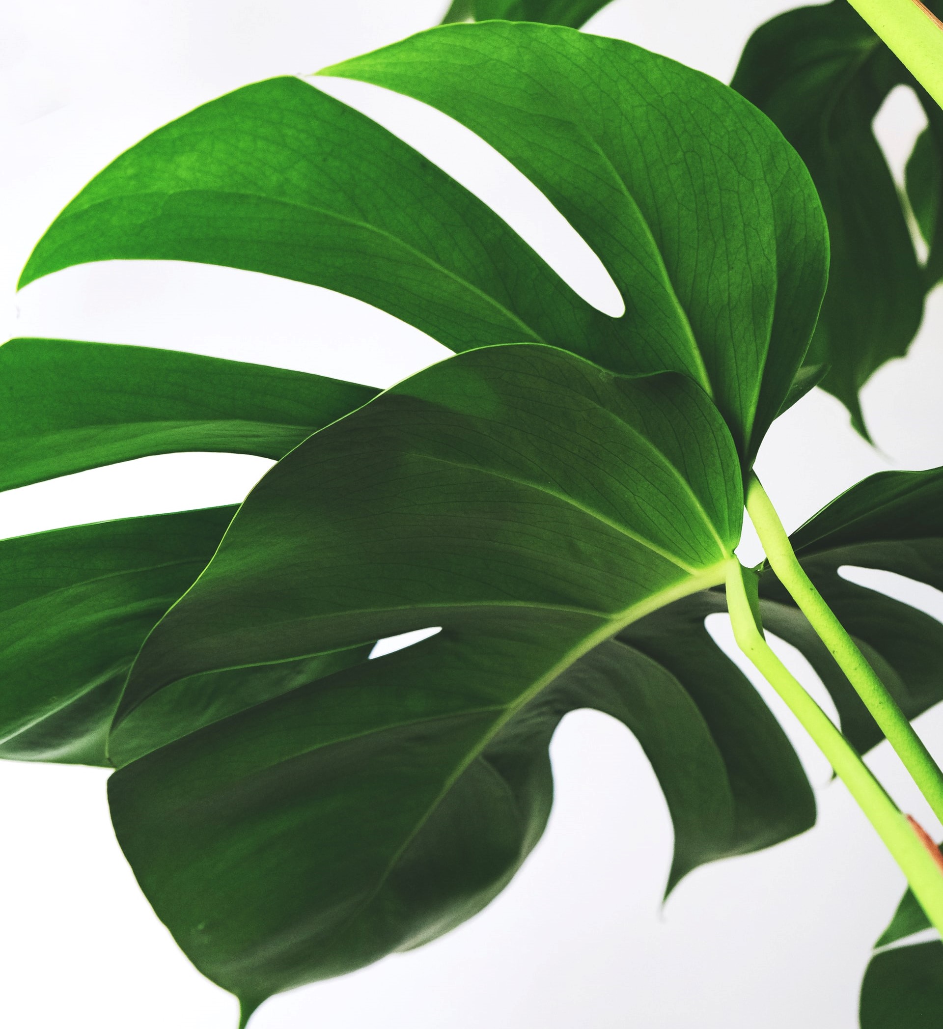 Dom roślin. Dżungla na Mokotowie