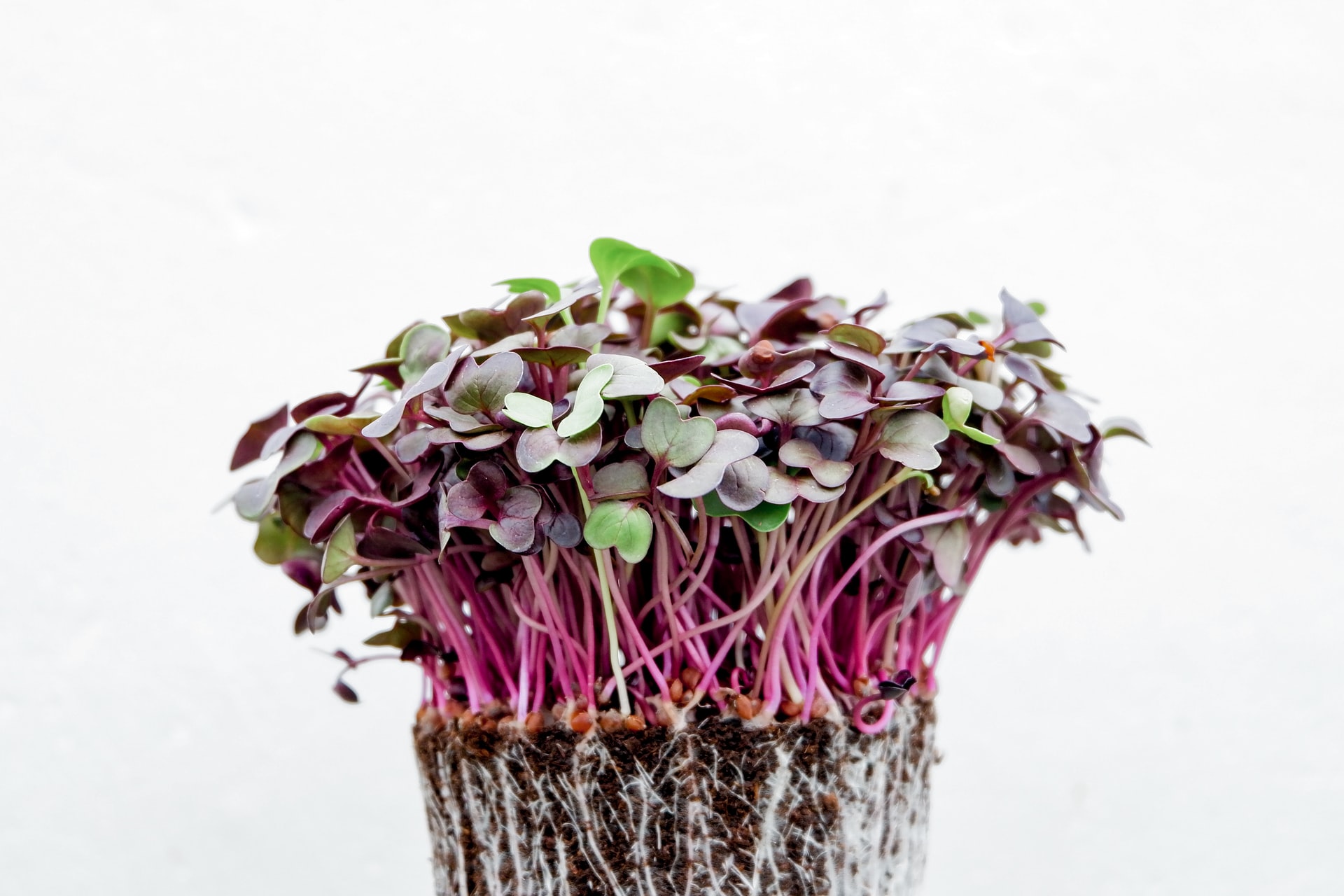 Microgreens. Źródło cennych witamin